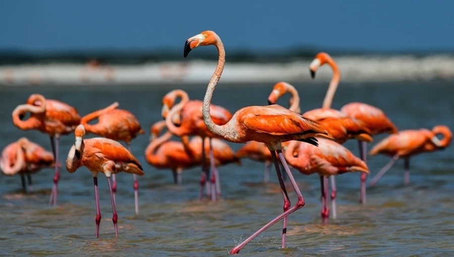 european-lawmakers-pressure-albania-over-kushner-linked-resort-amid-flamingo-revolution