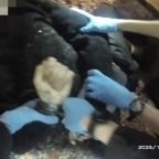 Henry Nowak Bodycam Footage Raises "Serious Questions for Police," Says PM 5 Henry Nowak Bodycam Footage