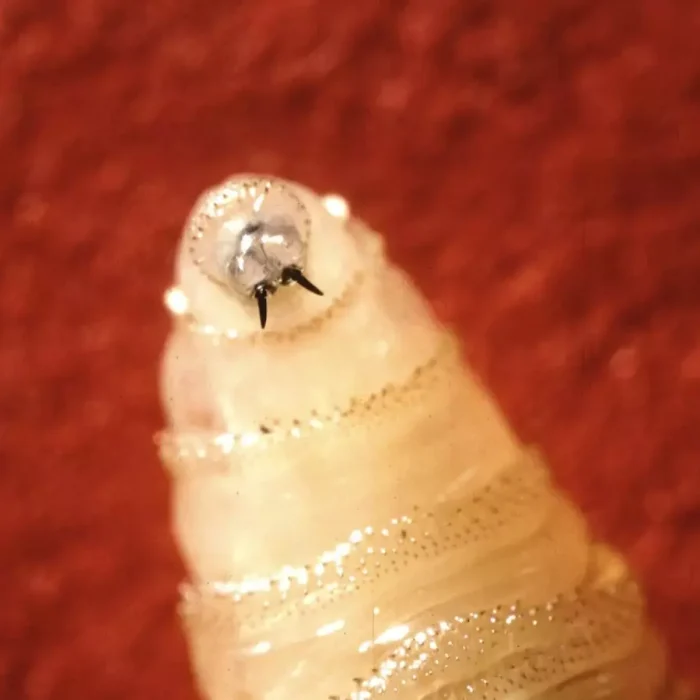 Flesh-Eating Screwworm Detected in Texas Cattle, Marking First US Case in Nearly 60 Years