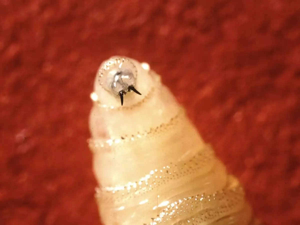 flesh-eating-screwworm-detected-in-texas-cattle-marking-first-us-case-in-nearly-60-years