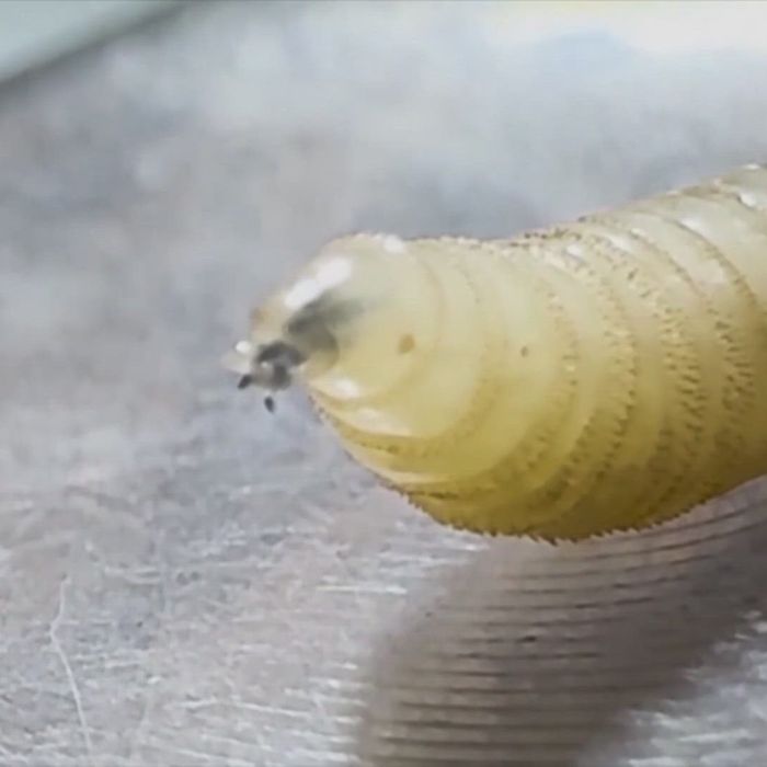 Second Texas Screwworm Case Confirmed as Canada Closes Border to Livestock