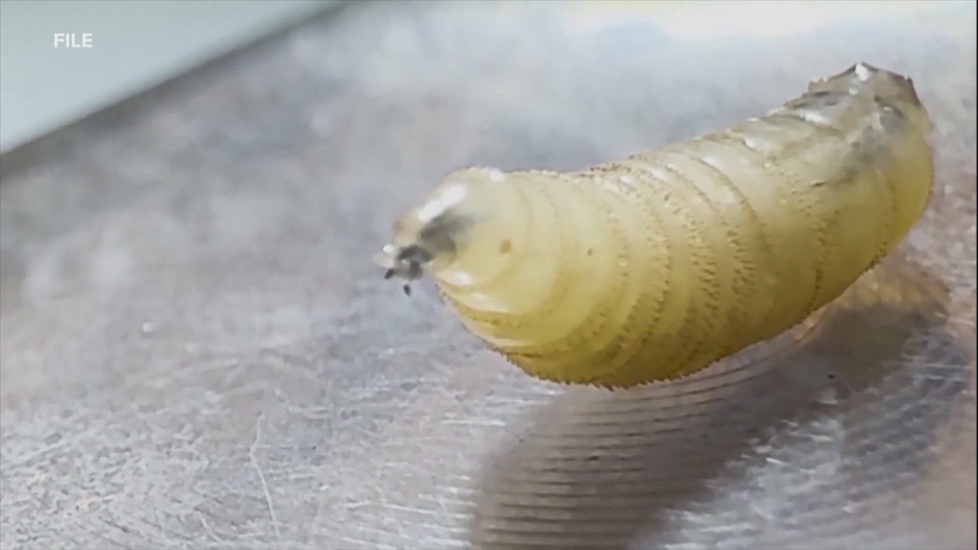 second-texas-screwworm-case-confirmed-as-canada-closes-border-to-livestock