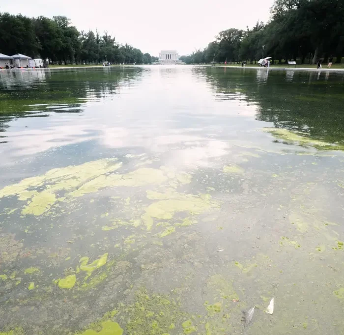 Trump’s $14 Million ‘American Flag Blue’ Reflecting Pool Turns Green With Algae Days After Reopening