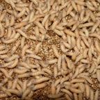 Flesh-Eating Screwworm Returns to Texas, Triggering a $1 Billion Fight and a Political Blame Game 7 Flesh-Eating Screwworm Returns to Texas