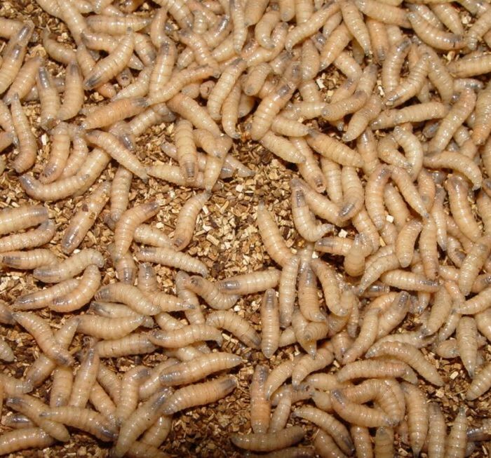Flesh-Eating Screwworm Returns to Texas, Triggering a $1 Billion Fight and a Political Blame Game