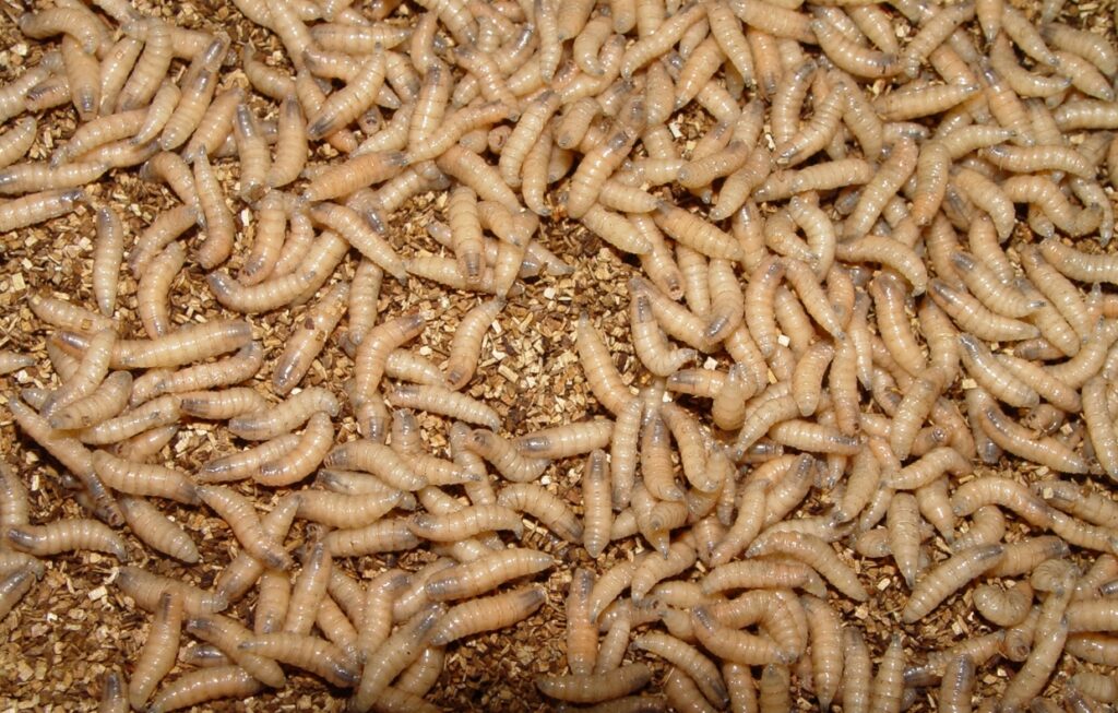 flesh-eating-screwworm-returns-to-texas-triggering-a-1-billion-fight-and-a-political-blame-game
