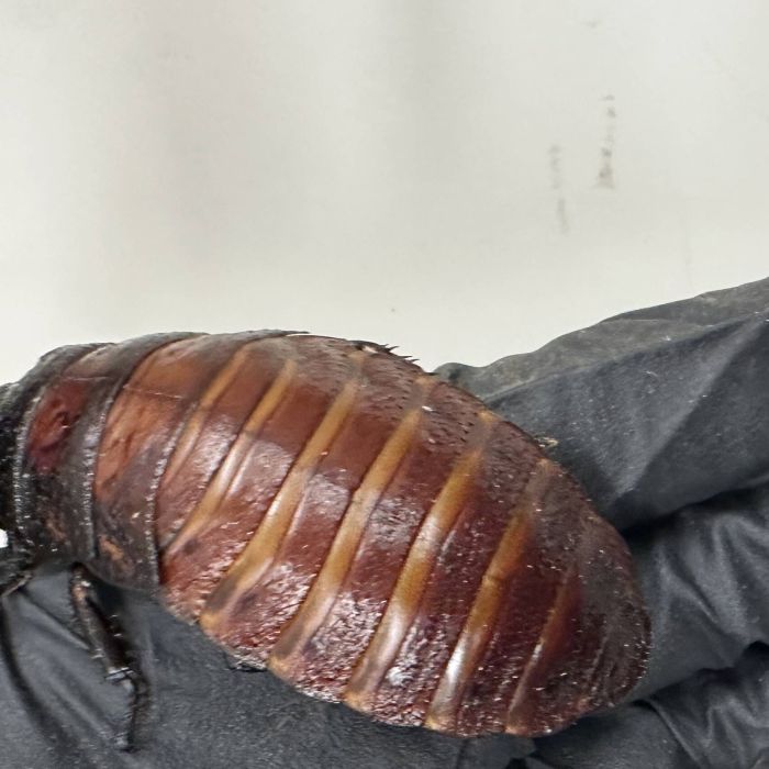 Record Bug Bust: Australia Seizes Over 100,000 Illegal Cockroaches From One Breeder