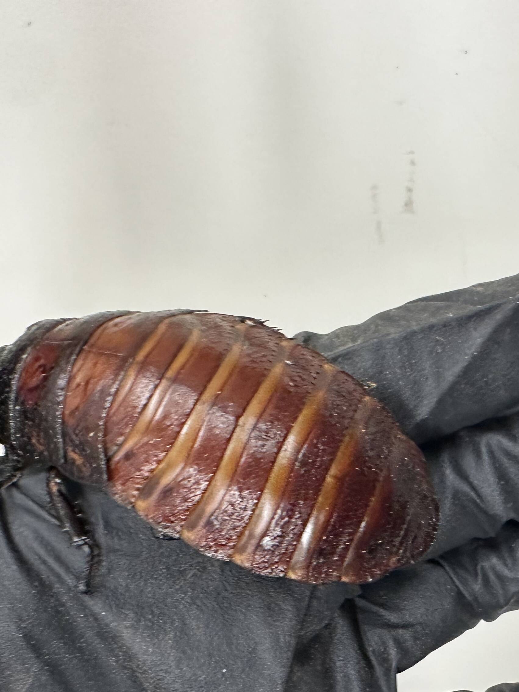 record-bug-bust-australia-seizes-over-100000-illegal-cockroaches-from-one-breeder