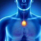The Forgotten Organ: How Your Thymus Could Quietly Predict How Long You'll Live 7 Thymus Could Quietly Predict How Long You'll Live