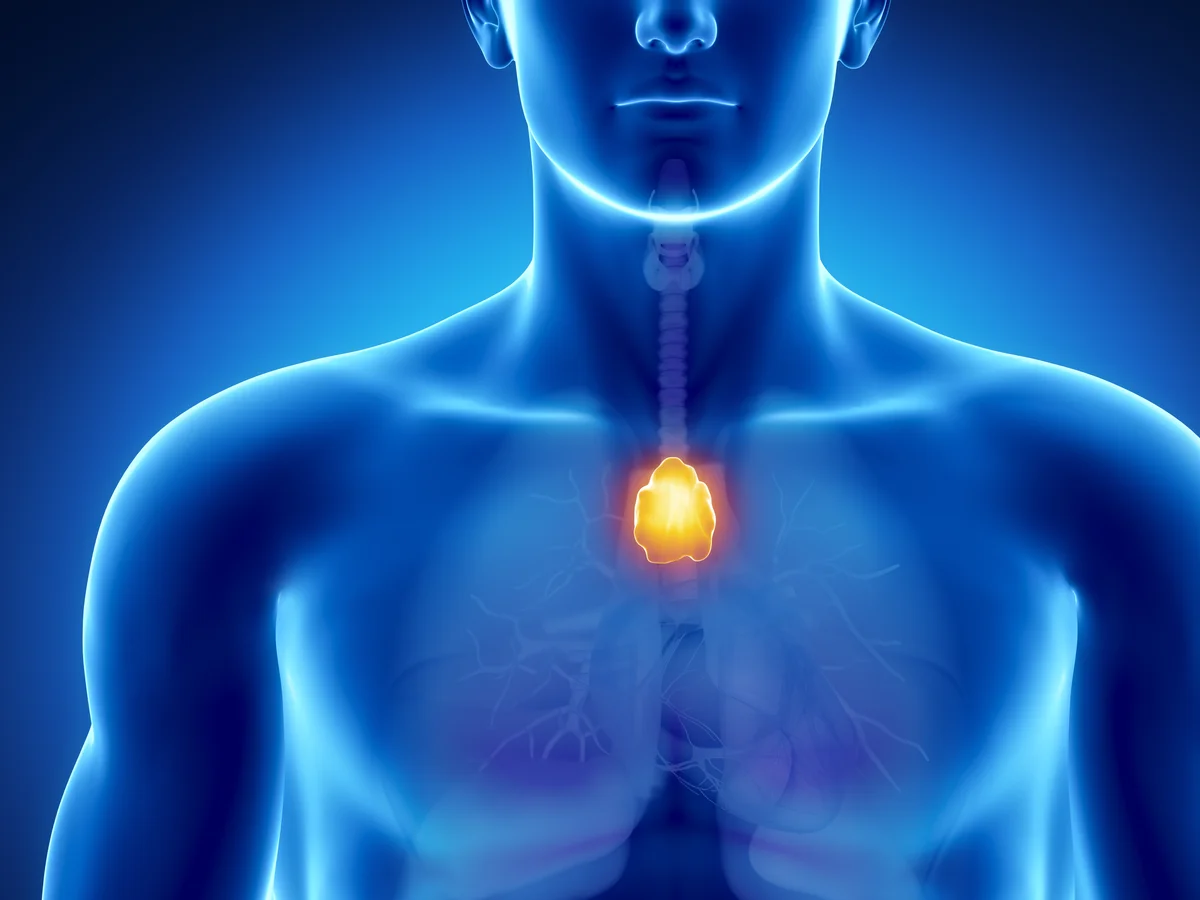 the-forgotten-organ-how-your-thymus-could-quietly-predict-how-long-youll-live
