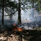 Fire Reaches Fontainebleau Forest Outside Paris as Europe Burns Under Third Heat Wave 7 Fire Reaches Fontainebleau Forest Outside Paris