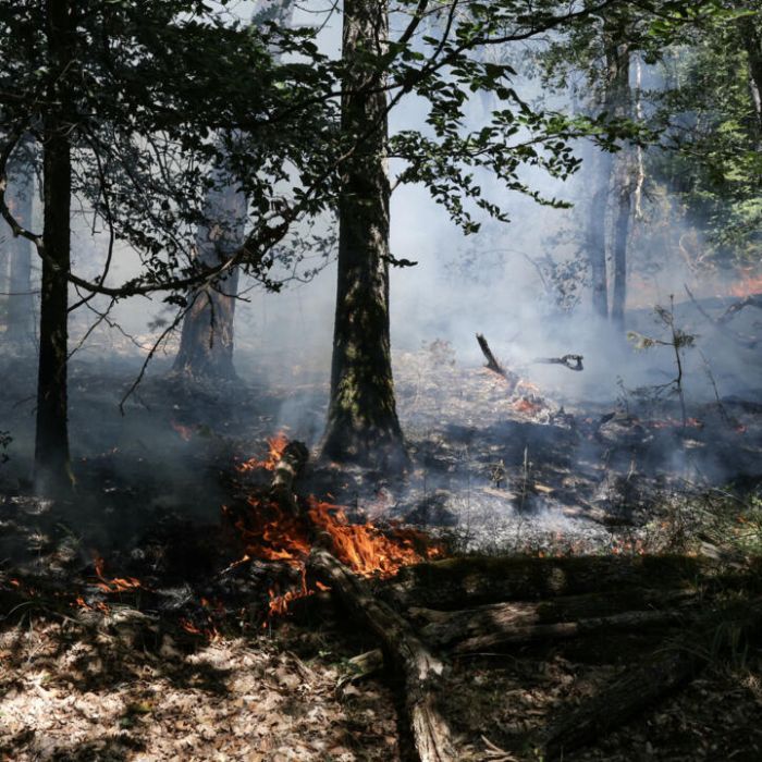 Fire Reaches Fontainebleau Forest Outside Paris as Europe Burns Under Third Heat Wave