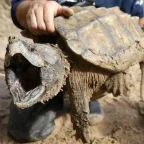 Threatened Species in Sweeping Rollback