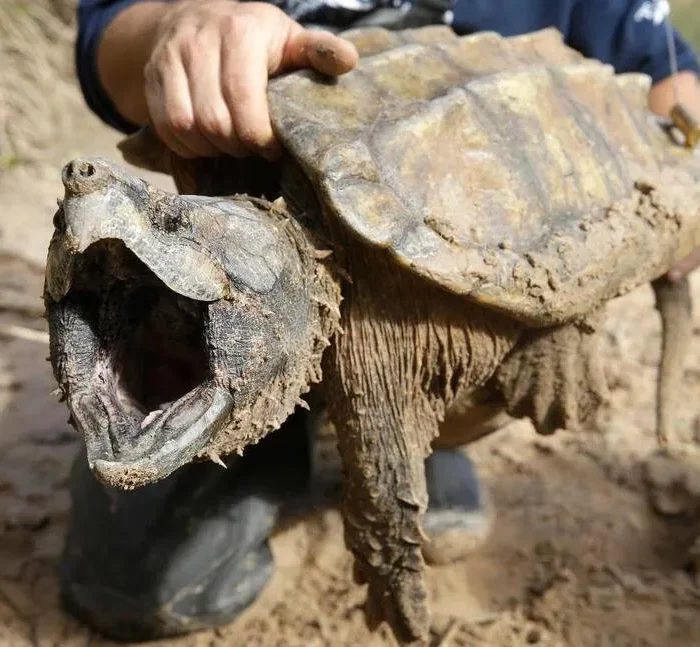 Interior Department Scraps Automatic Protections for Threatened Species in Sweeping Rollback