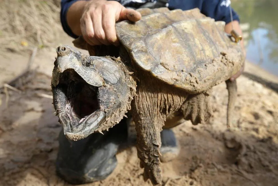 interior-department-scraps-automatic-protections-for-threatened-species-in-sweeping-rollback