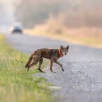 Trump's Rewrite of the Endangered Species Act