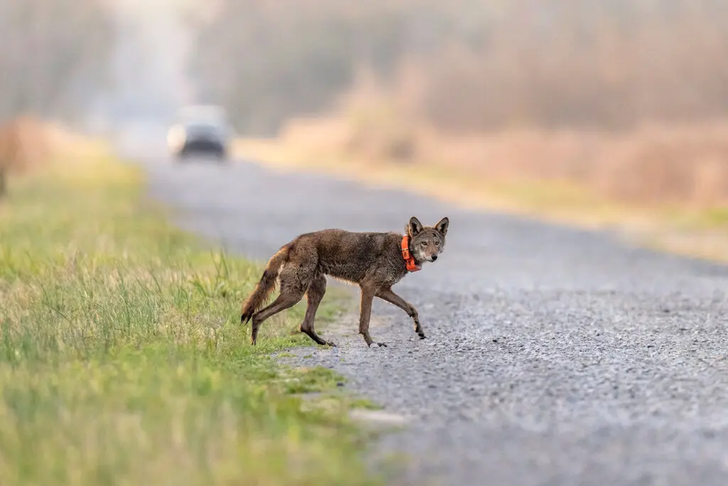 you-can-bulldoze-a-home-without-harming-anyone-trumps-rewrite-of-the-endangered-species-act