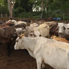US to Reopen Border to Mexican Cattle