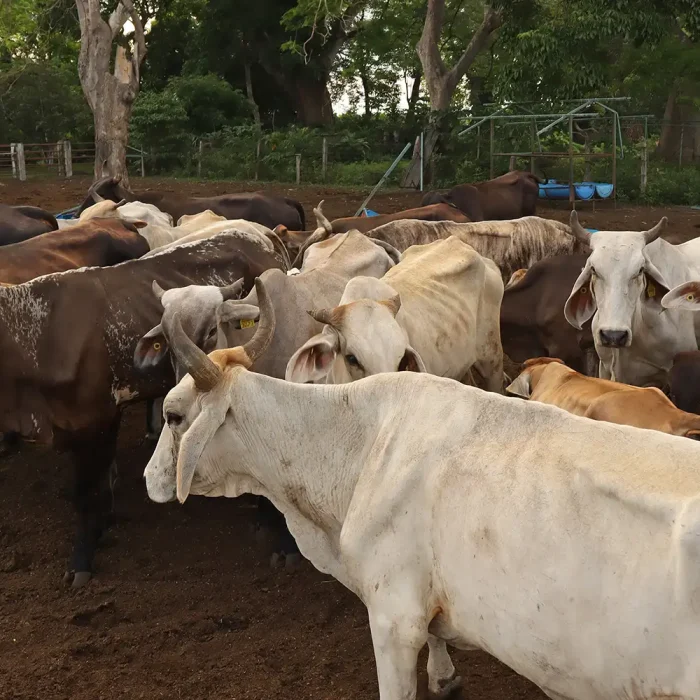 US to Reopen Border to Mexican Cattle in August After Year-Long Screwworm Shutdown