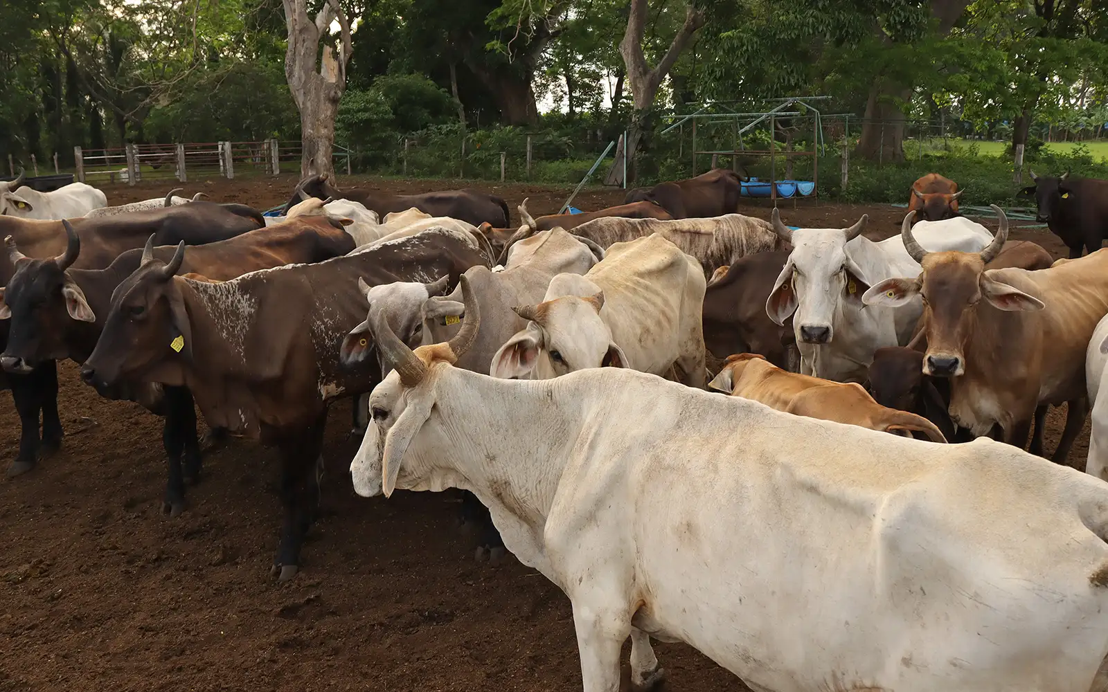 us-to-reopen-border-to-mexican-cattle-in-august-after-year-long-screwworm-shutdown