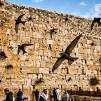 The Man Who Flew With Swifts: One Israeli's Mission to Save the Birds of the Western Wall