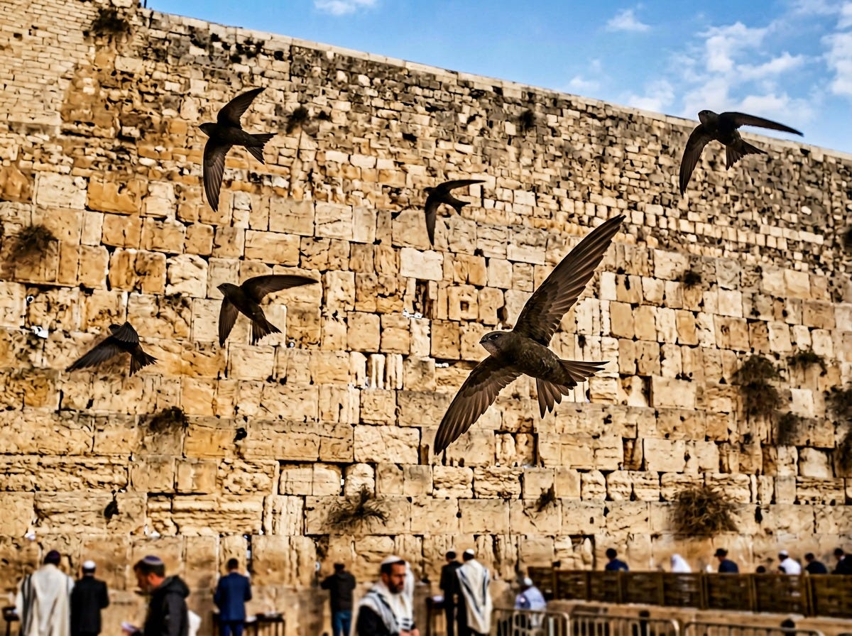 the-man-who-flew-with-swifts-one-israelis-mission-to-save-the-birds-of-the-western-wall