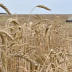 Wheat Prices Surge as Black Sea Shipping Turmoil Rattles Global Markets 9 Shipping Turmoil Rattles Global Markets