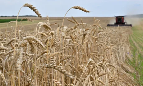 Wheat Prices Surge as Black Sea Shipping Turmoil Rattles Global Markets