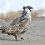 Interior Ends Automatic Safeguards for Threatened Species