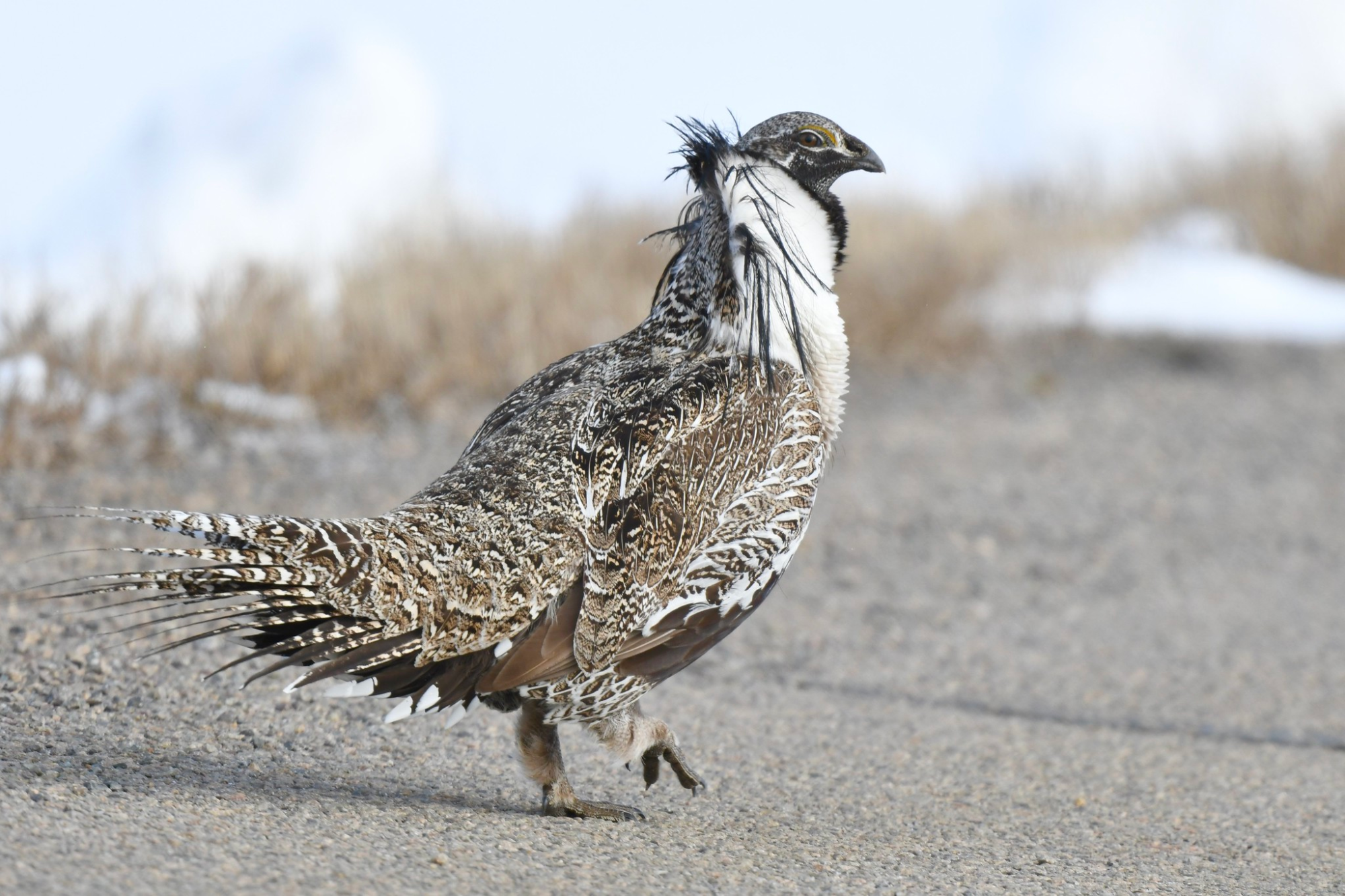 interior-ends-automatic-safeguards-for-threatened-species-in-sweeping-endangered-species-act-rollback
