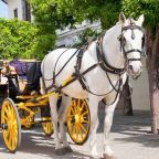 'Romanch's Law': NYC Council Weighs Bill to Ban Horse-Drawn Carriages After Tourist's Death 8 NYC Council Weighs Bill to Ban Horse-Drawn Carriages