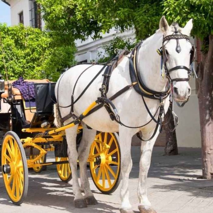 ‘Romanch’s Law’: NYC Council Weighs Bill to Ban Horse-Drawn Carriages After Tourist’s Death
