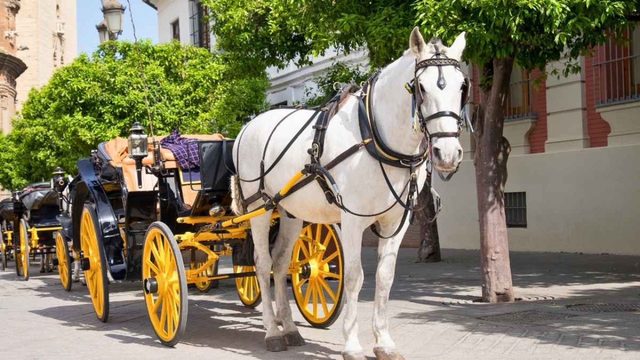 romanchs-law-nyc-council-weighs-bill-to-ban-horse-drawn-carriages-after-tourists-death