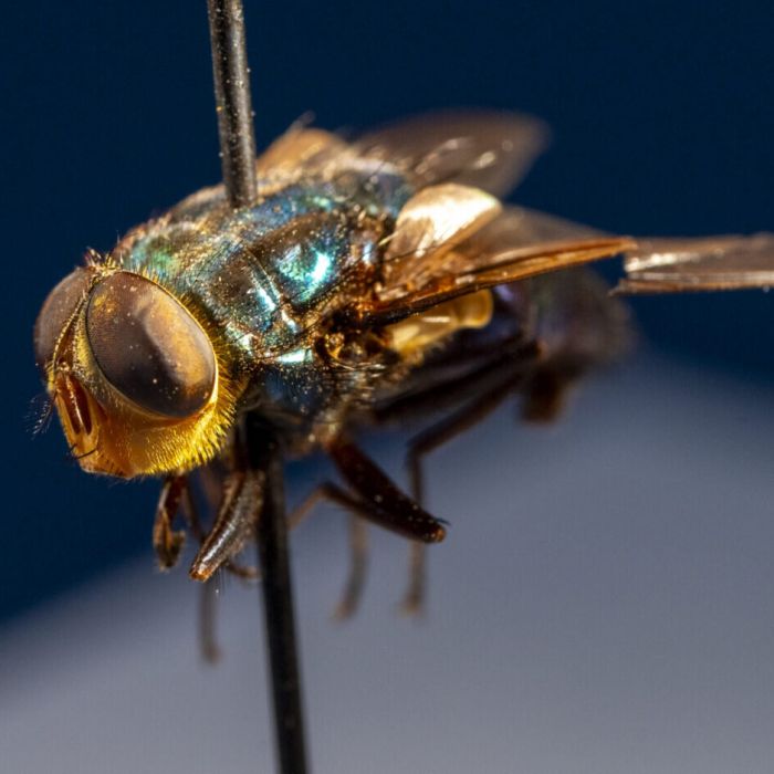 How to Protect Your Pets From the New World Screwworm Fly