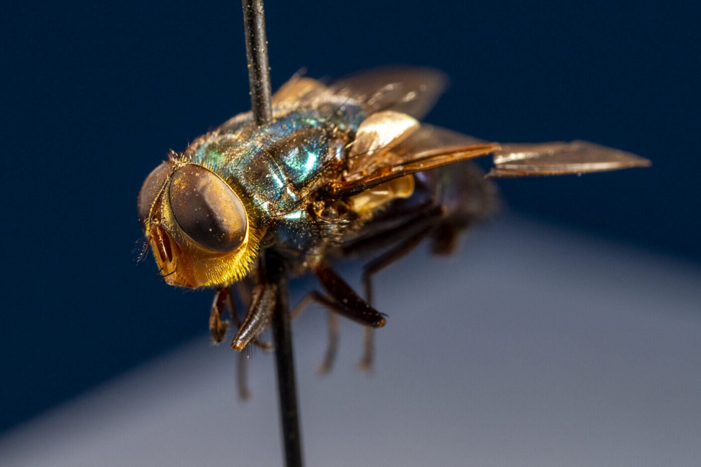 how-to-protect-your-pets-from-the-new-world-screwworm-fly