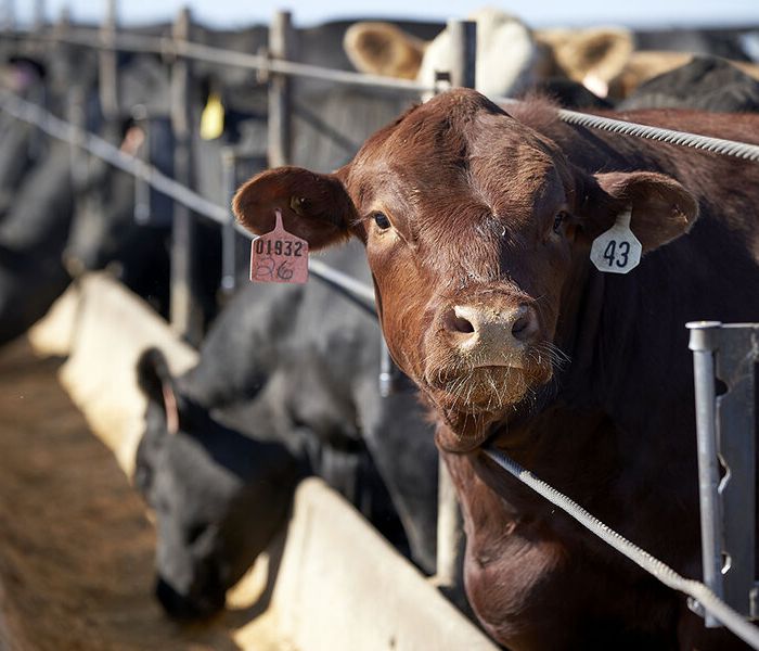 Trump Meat Processing Order Sparks Backlash From Cattle Producers and Food Safety Advocates