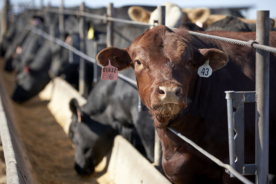 trump-meat-processing-order-sparks-backlash-from-cattle-producers-and-food-safety-advocates