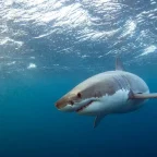 Dragged Under: Maine Lifeguard Escapes Great White Shark at Scarborough Beach 9 Maine Lifeguard Escapes Great White Shark