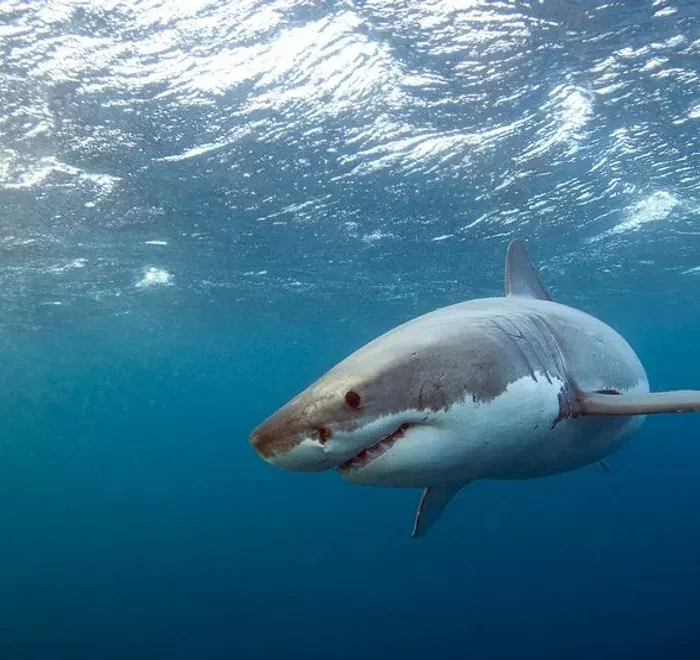 Dragged Under: Maine Lifeguard Escapes Great White Shark at Scarborough Beach