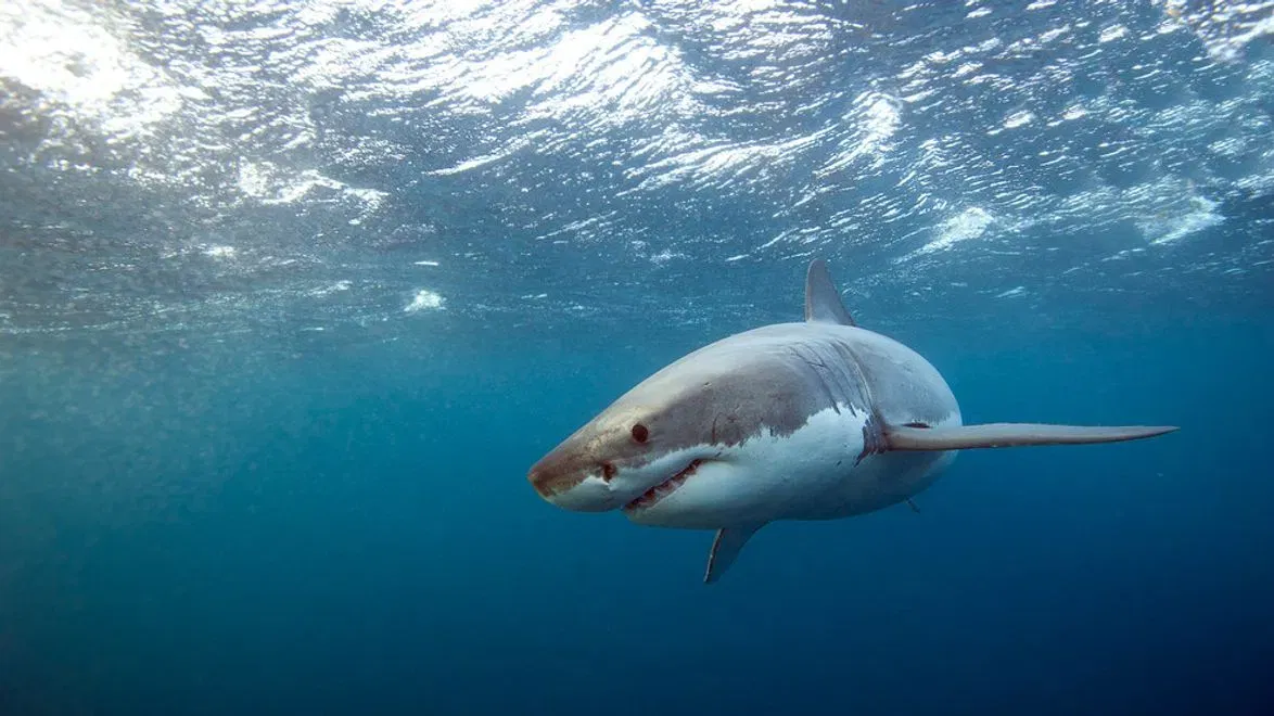 dragged-under-maine-lifeguard-escapes-great-white-shark-at-scarborough-beach