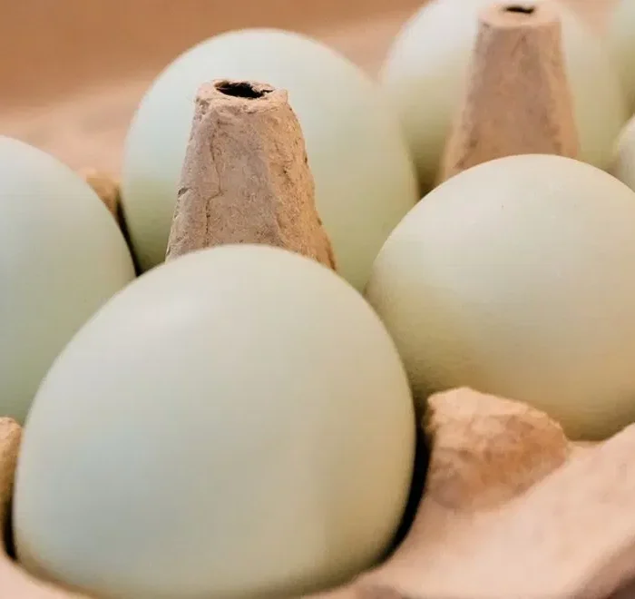 Egg Recall Escalated to Class I as Salmonella Cases Climb Past 90 Across 17 States