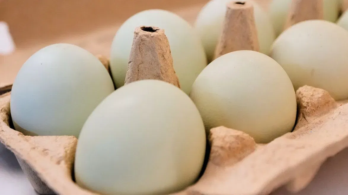 egg-recall-escalated-to-class-i-as-salmonella-cases-climb-past-90-across-17-states