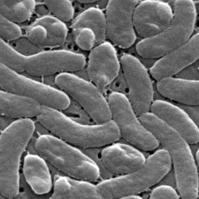 Louisiana Reports Five Deaths as Flesh-Eating Bacteria Cases Climb Along the Gulf
