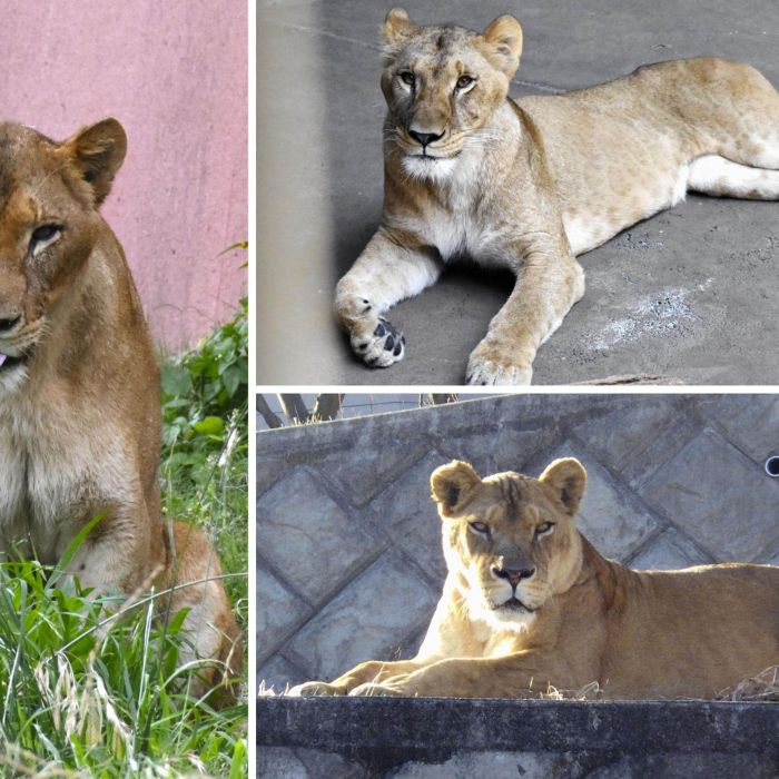 Three Lionesses Die at Tokyo Zoo as Japan’s ‘Cruelly Hot’ Summer Turns Deadly