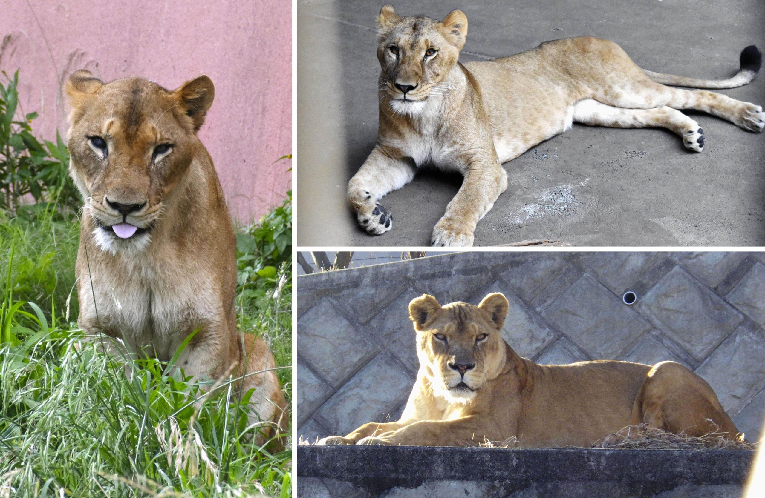 three-lionesses-die-at-tokyo-zoo-as-japans-cruelly-hot-summer-turns-deadly