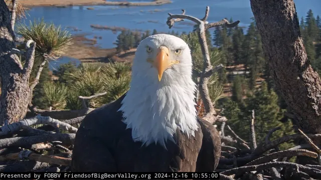 Farewell to Jackie: The Big Bear Bald Eagle Who Taught Millions to Watch and Wait