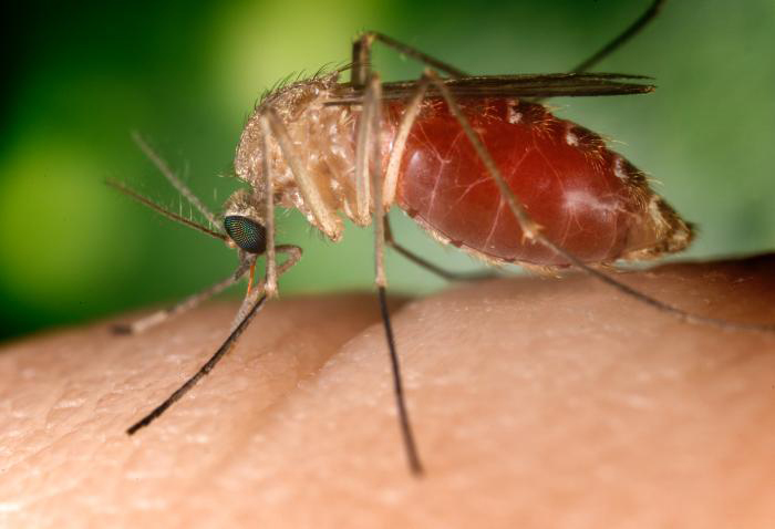 West Nile Virus in San Diego County: Fourth Case Confirmed as Aerial Treatments Continue